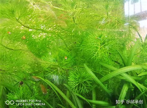 水生 植物 魚缸